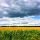 Какая погода в начале лета ожидается в Курской области