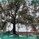 Тополь и дуб из Курской области внесены в Национальный реестр старовозрастных деревьев России