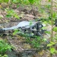 СМИ сообщили о впервые сбитом в Курской области британском беспилотнике