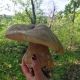 В Курской области в лесах пошла первая волна белых грибов
