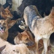 В Курской области собирают корм для брошенных собак из Шебекино