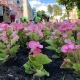 Роман Старовойт предложил в каждой школе Курской области выращивать цветы для городских клумб