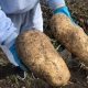 В Курской области жители сообщают об урожае гигантских картофелин