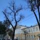 В Курске на улице Ленина засохли еще около 10 лип