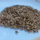 В Курской области собрали 2 тысячи тонн тритикале с хромосомным набором ржи и пшеницы