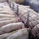 В Курской области из-за вспышки африканской чумы свиней введен карантин