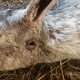 В Курской области напавший на коз неизвестный зверь высосал их кровь