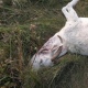 Жители Курской области сообщают о еще одном нападении загадочного зверя на коз