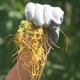 В Курской области обнаружили новые очаги ядовитого растения-паразита