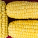 В Курской области в собранном урожае ищут признаки ГМО