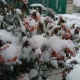 Курскую область засыпает мокрым снегом
