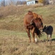 Жители Курской области рассказали о трогательной дружбе олененка и коня