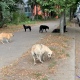 В Курской области рыжая бродячая собака набросилась на 6-летнего мальчика