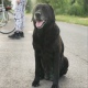 В Курской области участник СВО ищет пропавшую собаку