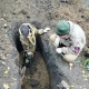 В Курской области найдены останки советских солдат
