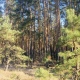 С 1 декабря хвойные леса Курской области начнут усиленно патрулировать