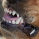 В Курске стая собак напала на детей в возрасте 8 и 10 лет