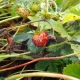 В Курской области в ноябре собирают ягоды земляники