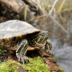 В Курске на Тёплом канале и в Ермошкином озере поселились красноухие черепахи