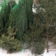 На сколько подорожают новогодние деревья в России