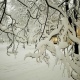 МЧС предупреждает курян об ухудшении погоды: снегопадах и метелях