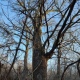 450-летний дуб под Курском признан памятником природы