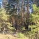 В Курске через суд в состав городских лесов вернули 16 га насаждений