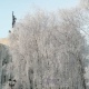 В Курской области 23 января ожидается от 1 до 14 градусов мороза