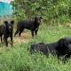 В Курске две владелицы собак заплатят по 15 тысяч рублей за нападения животных на детей