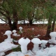 В курском лесу обнаружили снежные грибы