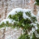 В Курскую область вернулись снегопады