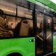 В Курске из-за ДТП задерживаются автобусы на 6 маршрутах