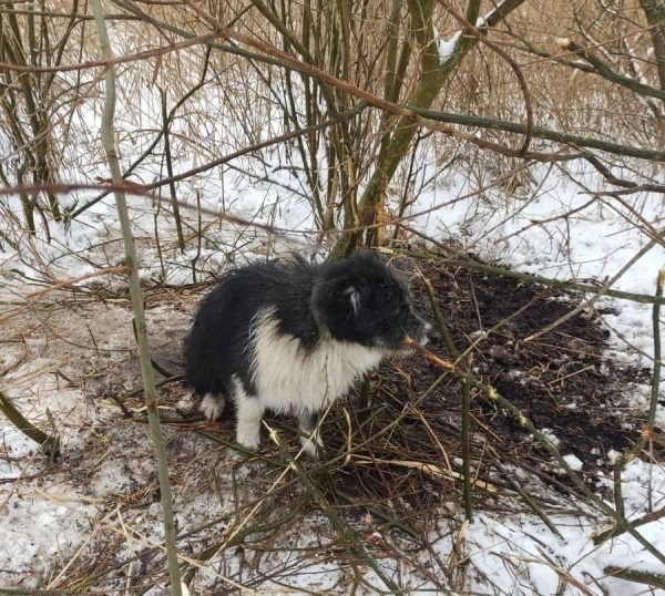 В Курской области спасли привязанную проволокой к зарослям собаку