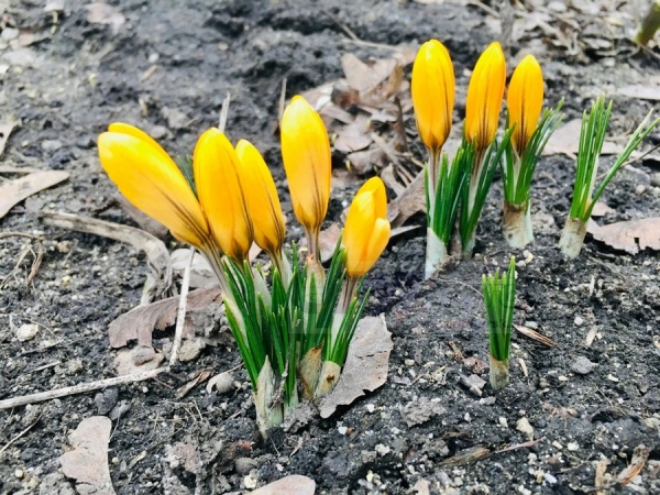 Какая весна ожидается в Курской области