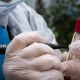 В Курской области разлагающиеся туши погибших от оспы овец забрали только после сообщений в СМИ
