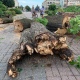 В Курске 18 июля ветер повалил 17 деревьев