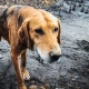 В Курской области выявили новые нарушения в работе приюта для животных «Милена»
