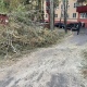 В Курске на ребёнка упало дерево, СК возбудил уголовное дело