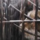В Курчатове спасли запертую на месяц в квартире кошку