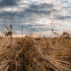 В Курской области ущерб сельскому хозяйству от атак ВСУ оценили в 3 миллиарда рублей