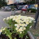 В Курске на улице Ленина оборвали недавно высаженные хризантемы