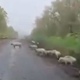 По приграничью Курской области бродят сотни одичавших свиней