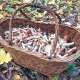 В Курской области грибами заполняют ванные