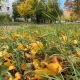В Курской области 27 октября ожидается туман и до +12°С
