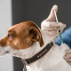 Курских ветеринаров осудили за фиктивную вакцинацию от бешенства 117 животных