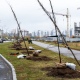 В Курске начались посадки крупномерных деревьев на 10 миллионов рублей