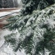 Ночью в Курске выпал первый снег