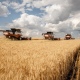 В Курской области производство сельхозпродукции снизилось на 25%