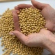 В Курской области проверили 630 тысяч тонн сои, часть нового урожая отправили в Беларусь