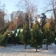В Курске елочные базары заработают с 20 декабря